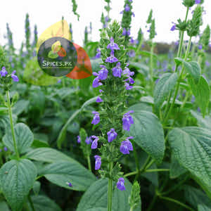Chia Seeds (چیا سیڈ / Tukhm-e-Sharbati)