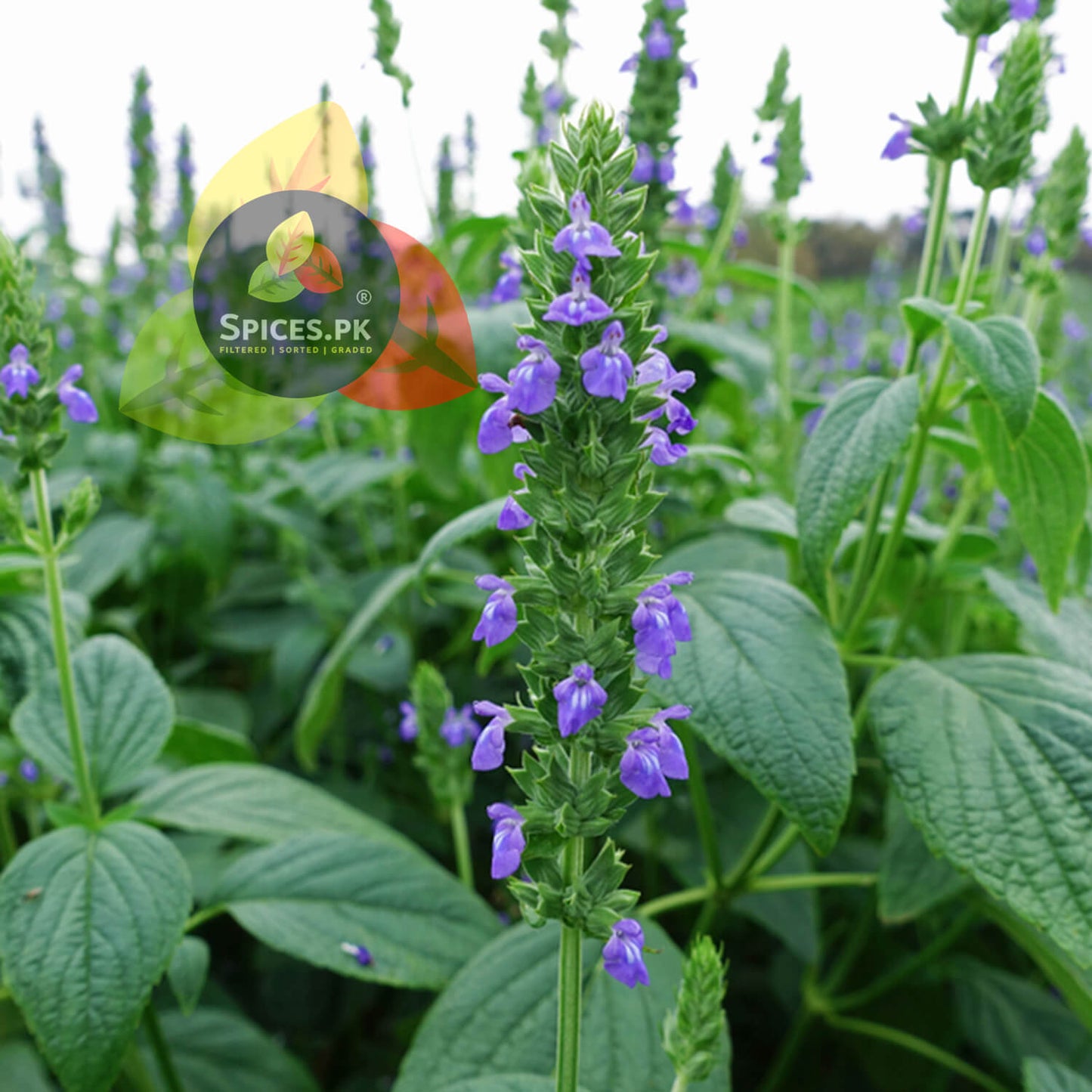 SEO Alt Text: Close-up of a blooming purple Salvia hispanica flower plant growing in an organic agricultural farm field.