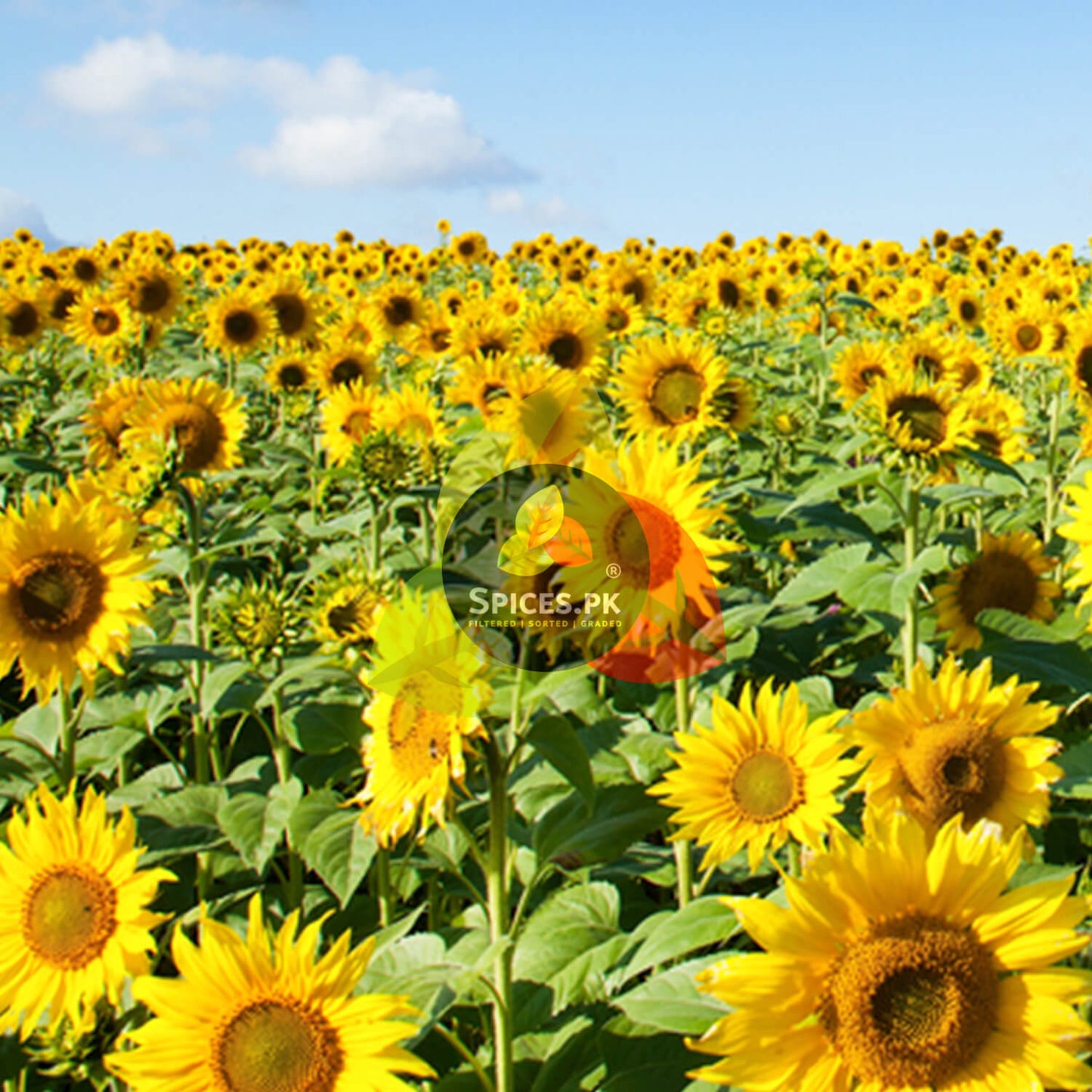 A beautiful field of blooming yellow sunflowers under a clear blue sky, showing the natural source of edible seeds.