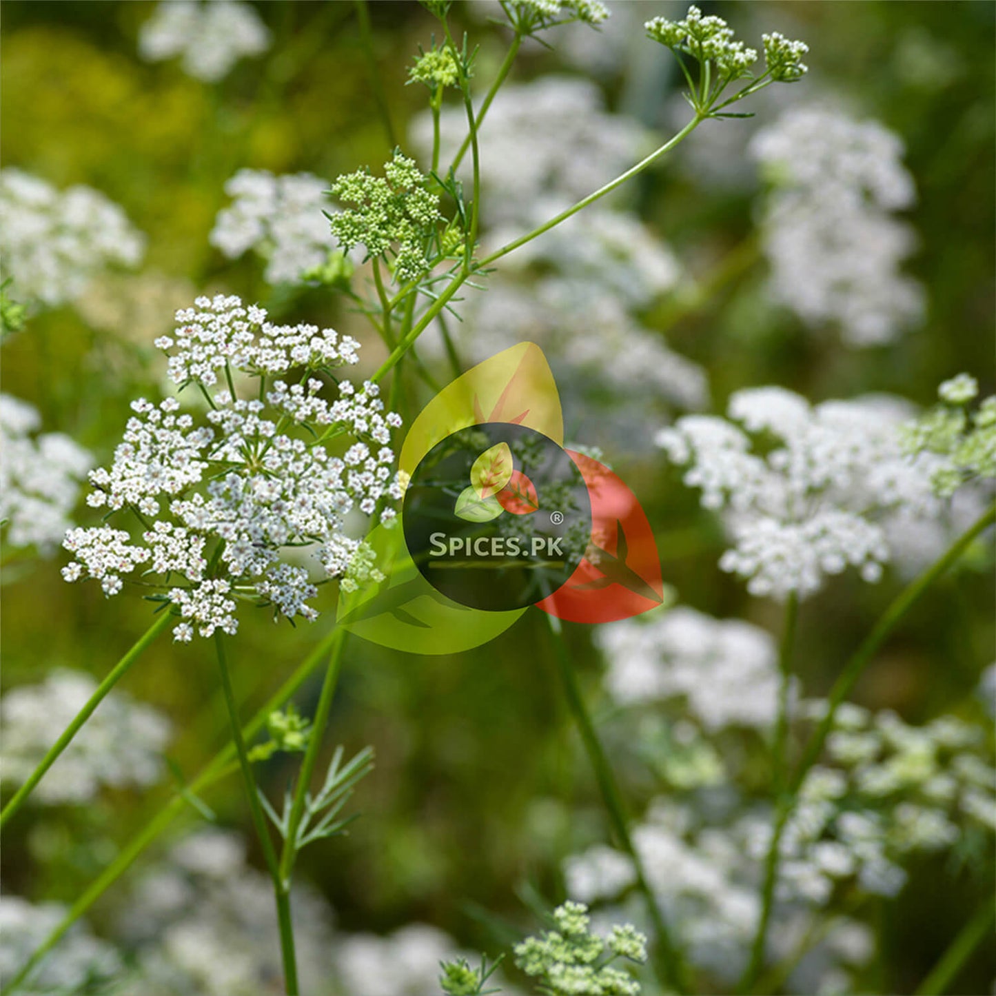 Fresh Cumin plant with white umbel flowers (Cuminum cyminum), the natural source of Sufaid Zeera spices.