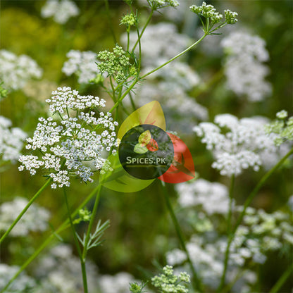 Fresh Cumin plant with white umbel flowers (Cuminum cyminum), the natural source of Sufaid Zeera spices.